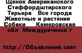 Щенок Американского Стаффордштирского Терьера - Все города Животные и растения » Собаки   . Кемеровская обл.,Междуреченск г.